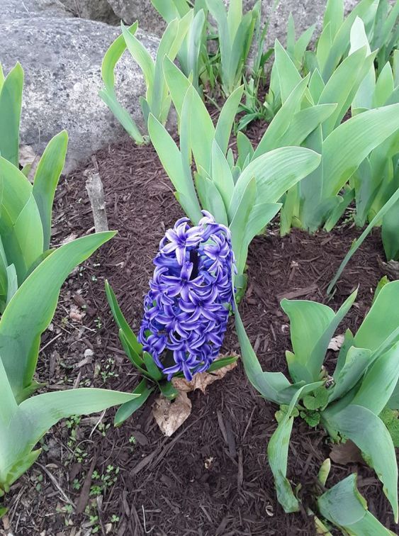 PurpleFlowerCarolPhillips